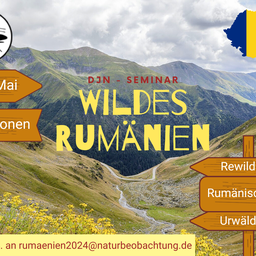 Bild für Rumänien
