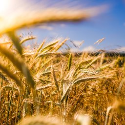 cornfield
