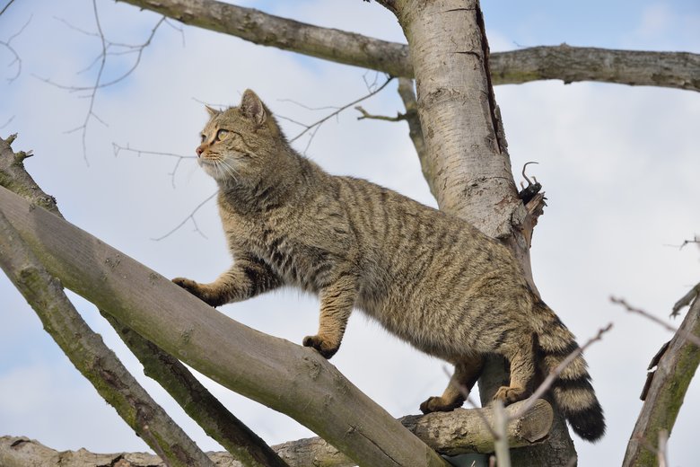 wildkatze_klettert_thomas_stephan